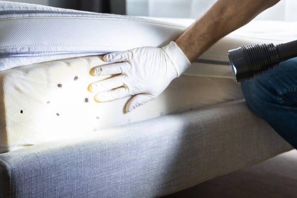 Best Ant Control Services  in Audubon, NJ