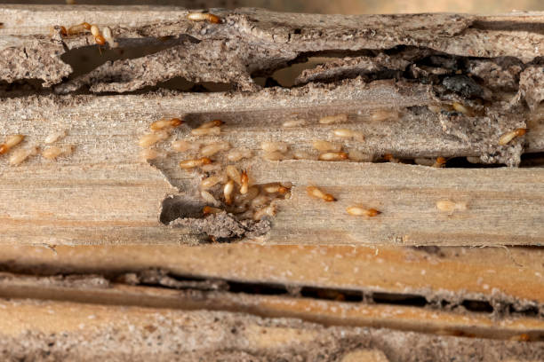 Best Local Pest Control Services  in Audubon, NJ